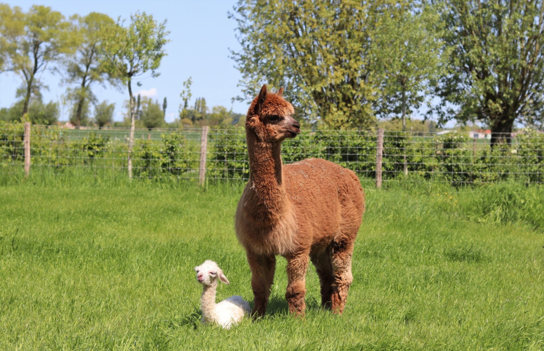 Alpacahof Hagebos
